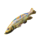 regenbogenfisch.png